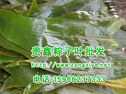 优质的粽子叶